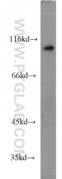 10473-1-AP - USP5 / ISOT