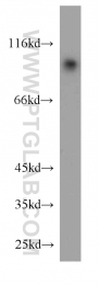15158-1-AP - USP5 / ISOT