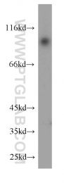 15158-1-AP - USP5 / ISOT