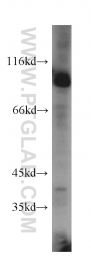 15158-1-AP - USP5 / ISOT