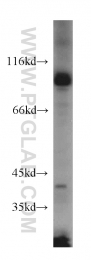 15158-1-AP - USP5 / ISOT
