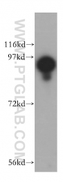 15158-1-AP - USP5 / ISOT