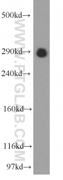 55054-1-AP - USP9X