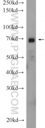 22126-1-AP - Ubiquilin-1 (UBQLN1)