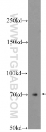 22126-1-AP - Ubiquilin-1 (UBQLN1)