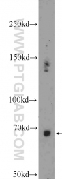 22126-1-AP - Ubiquilin-1 (UBQLN1)