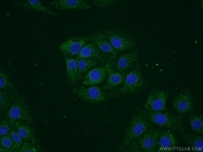 13115-1-AP - VAMP-1 / Synaptobrevin-1