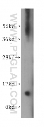 13115-1-AP - VAMP-1 / Synaptobrevin-1