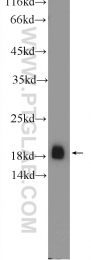 10135-1-AP - VAMP-2 / Synaptobrevin-2