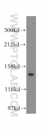 15931-1-AP - VARS (Valyl-tRNA synthetase)