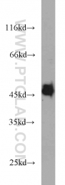 13472-1-AP - VASP