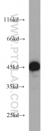 13472-1-AP - VASP