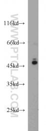 13472-1-AP - VASP