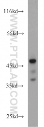 13472-1-AP - VASP