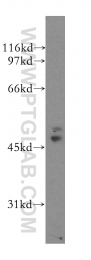 13472-1-AP - VASP