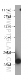14451-1-AP - VDAC-3