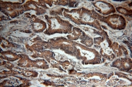 19003-1-AP - VEGF-A