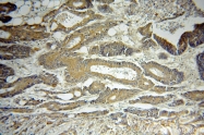 19003-1-AP - VEGF-A