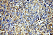 19003-1-AP - VEGF-A