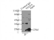 19003-1-AP - VEGF-A