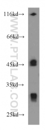 19003-1-AP - VEGF-A