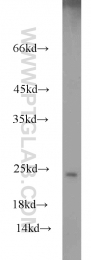 19003-1-AP - VEGF-A