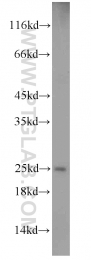 19003-1-AP - VEGF-A