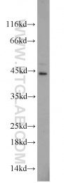 19003-1-AP - VEGF-A