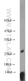 19003-1-AP - VEGF-A