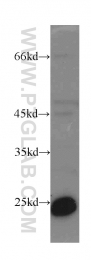 19003-1-AP - VEGF-A