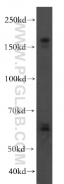 19493-1-AP - VLDL-R / VLDL receptor