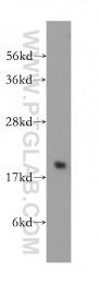 15669-1-AP - VPS25