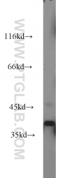 15915-1-AP - VPS26B