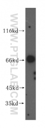 16896-1-AP - VPS33A
