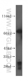 16896-1-AP - VPS33A