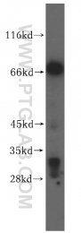 16896-1-AP - VPS33A