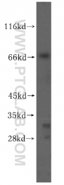 16896-1-AP - VPS33A