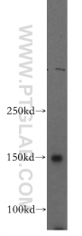 15079-1-AP - VPS8