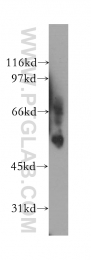 12946-1-AP - VRK2