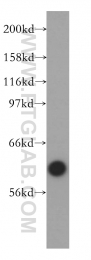 12946-1-AP - VRK2