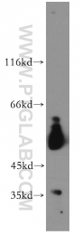 15608-1-AP - VRK3