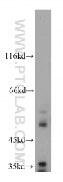 15608-1-AP - VRK3