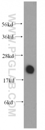 13919-1-AP - Visinin-like protein 1 / HLP3