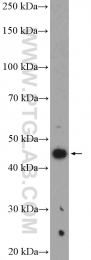 26157-1-AP - VEGF-A