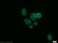 10316-1-AP - WBP11