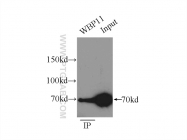 10316-1-AP - WBP11