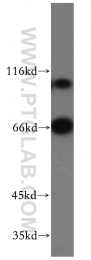 10316-1-AP - WBP11
