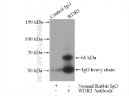 13676-1-AP - WDR1 / NORI-1