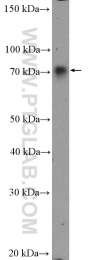 13676-1-AP - WDR1 / NORI-1