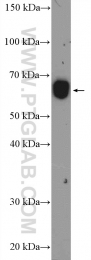 13676-1-AP - WDR1 / NORI-1